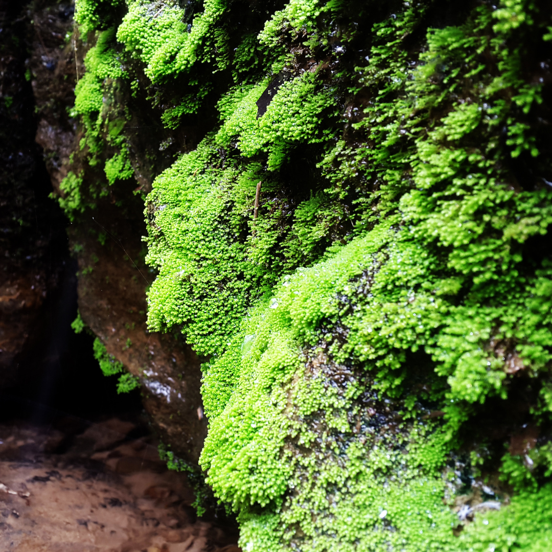 Algae: A New Hope for Sustainable Energy