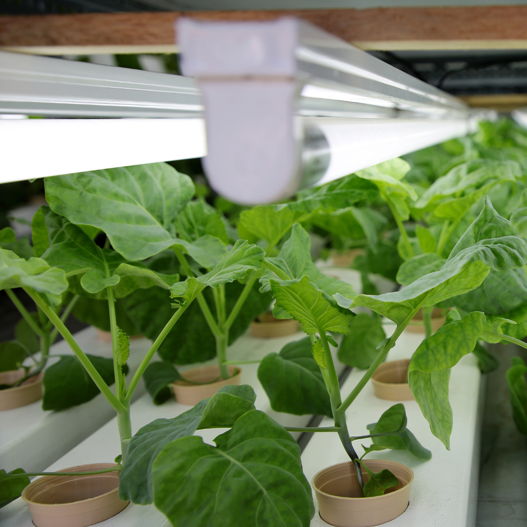 Revolutionizing Biochar Use in Agriculture: Towards a More Sustainable Future